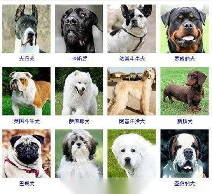 宠物狗品种大全-宠物狗品种大探索