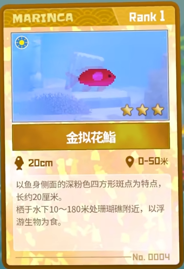 潜水员戴夫金拟花鮨的踪迹与捕捉之道