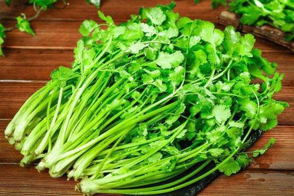 世界讨厌香菜日揭秘,为什么有人恨透香菜